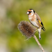 Stephen Nobbs - Goldfinch on it-s Prickly Pantry